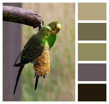 Bush Budgie Wild Budgerigar Green Budgerigar Image